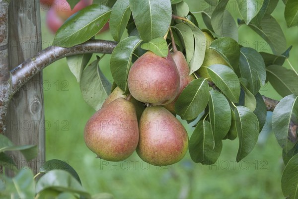 Pear (Pyrus communis 'Dicolor'), Bavarian State Institute for Viticulture and Horticulture,