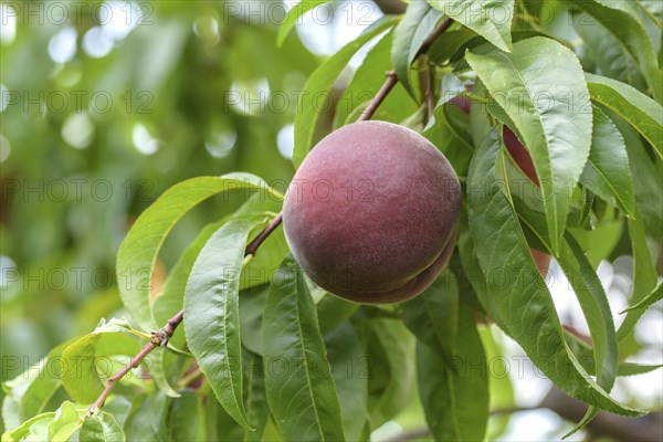 Peach (Prunus persica 'Royal Gem'), Baum- und Rebschule Schreiber KG, Poysdorf, Lower Austria,