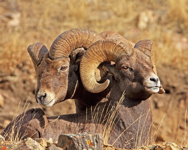 Bighorn sheep (Ovis canadensis), Colorado, USA, Colorado, USA, North America