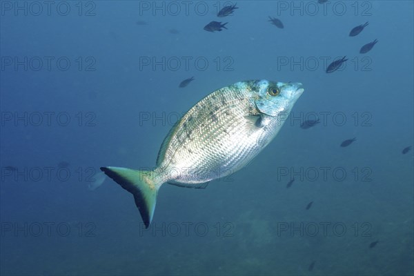 Sharpshout seabream (Diplodus puntazzo) swimming in a light blue background, accompanied by other