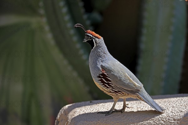 Gambel's quail (Callipepla gambelii), adult, male, alert, Sonoran Desert, Arizona, North America,