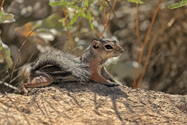 Antelope gopher, (Ammospermophilus harrisii), adult, on tree, foraging, Sonoran Desert, Arizona,