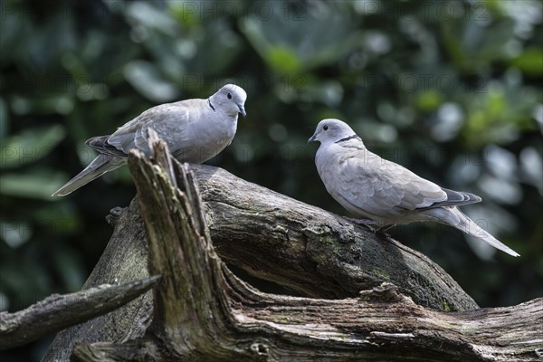 Eurasian collared doves (Streptopelia decaocto), Emsland, Lower Saxony, Germany, Europe