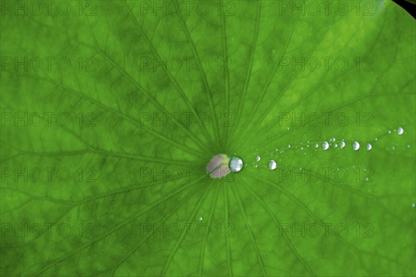 Lotus leaf with water droplets, North Rhine-Westphalia, Germany, Europe