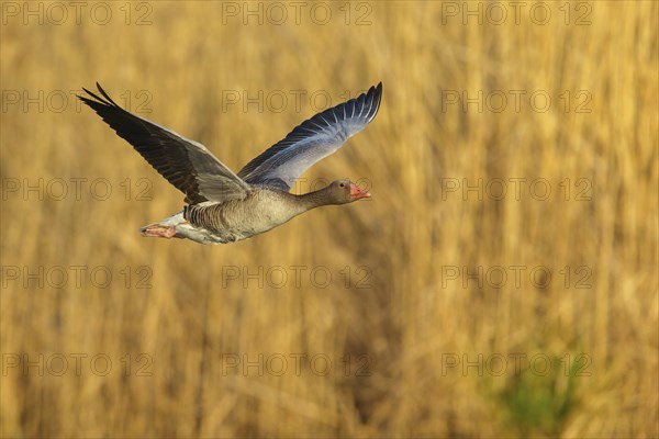 Greylag goose, Anser Anser, flight photo, lateral, flight photo, Wagbachniederung, Waghâ€°usl,
