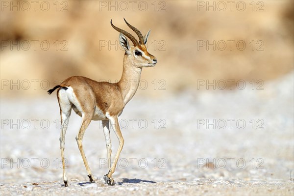 Arabian gazelle, (Gazella arabica), Mudday, Salalah, Dhofar, Oman, Asia