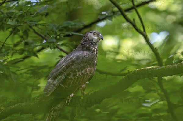 European honey buzzard (Pernis apivorus) female perched in tree in deciduous forest