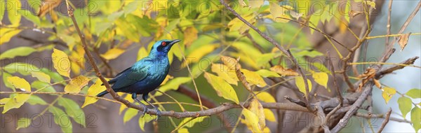 Glossy starling, (Lamprotornis chalcurus), Bronze-tailed glossy starling, Bronze-tailed starling,