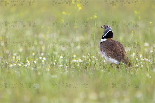 Little bustard (Tetrax tetrax) Outarde canepetière, Sison Comun, Hides De Calera / Great Bustard,