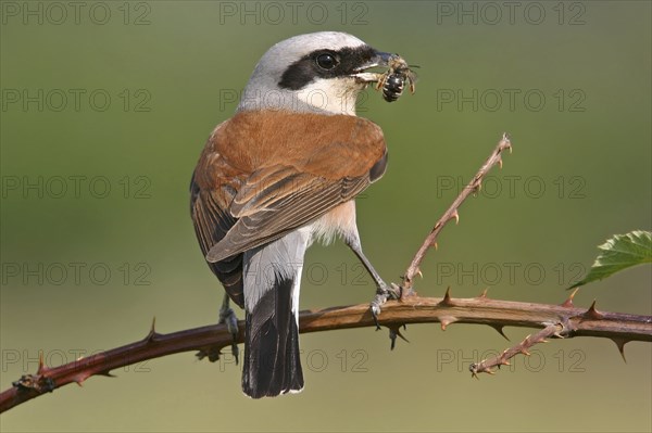 Red-backed shrike (Lanius collurio), Pie-griÃ‹che Ãˆcorcheur, AlcaudÃ›n Dorsirrojo, Spider, spider,