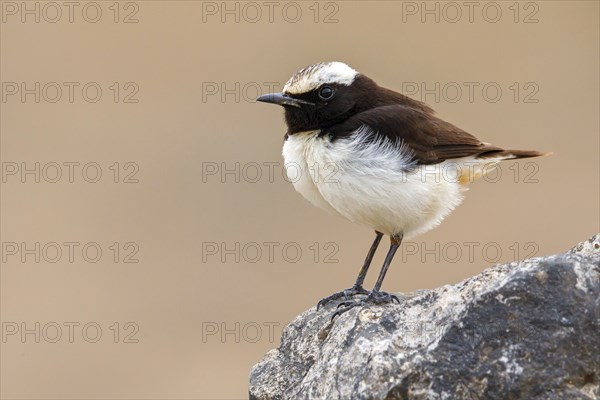 Arabian Wheatear, (Oenanthe lugentoide, Middle East, Oman, male, Jabal Samhan, Salalah, Dhofar,