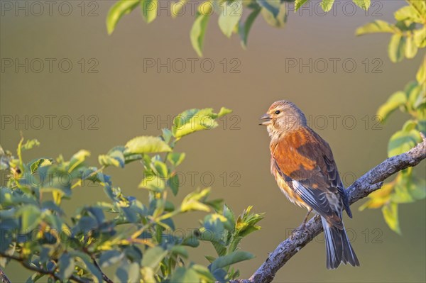 Linnet, Common Linnet, Eurasian Linnet, (Carduelis cannabin), (Acanthis cannabina), Linotte