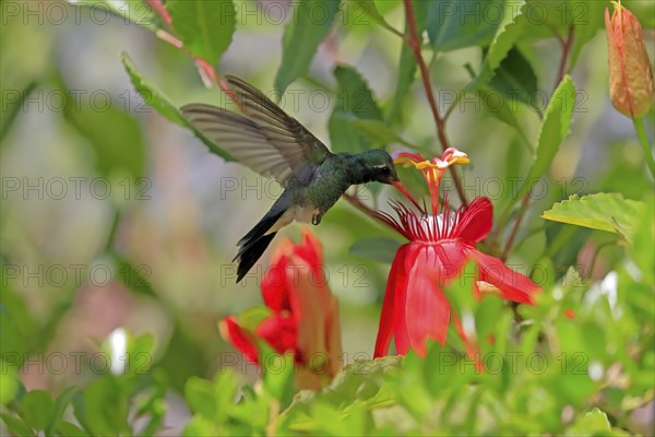 Broad-billed hummingbird (Cynanthus latirostris), adult, male, flying, on flower, foraging, Sonoran
