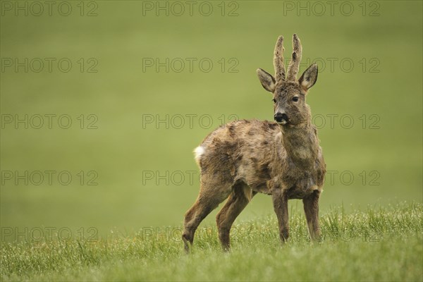 European roe deer (Capreolus capreolus) buck with velvet horns and shaggy winter coat in the