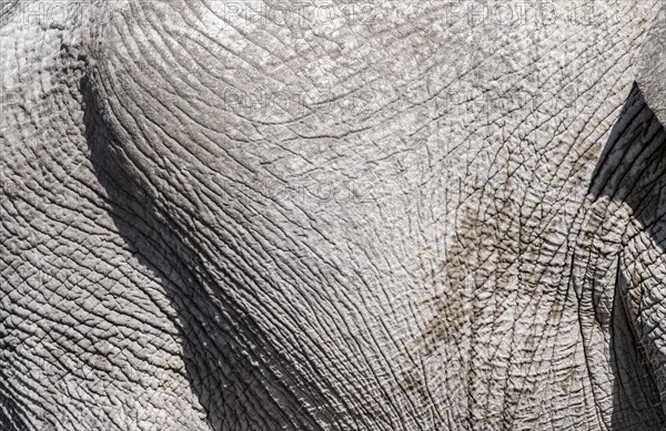 African elephant (Loxodonta africana), detail, wrinkled skin, Etosha National Park, Namibia, Africa