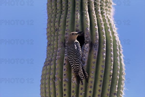Gila woodpecker (Melanerpes uropygialis), adult, male, at breeding den, on saguaro cactus, Sonoran