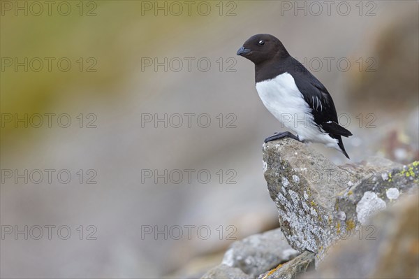 Cory's Grebe, Plautus alle, Dovekie, Little Auk, Mergule nain, Mérgulo atlantico, Longyearbyen,