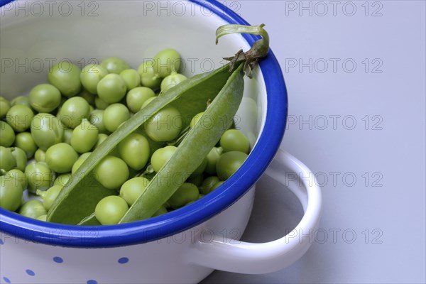 Fresh green peas and pea pod in pot, Pisum sativum