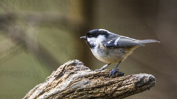 Coal Tit, Periparus ater, bird in forest