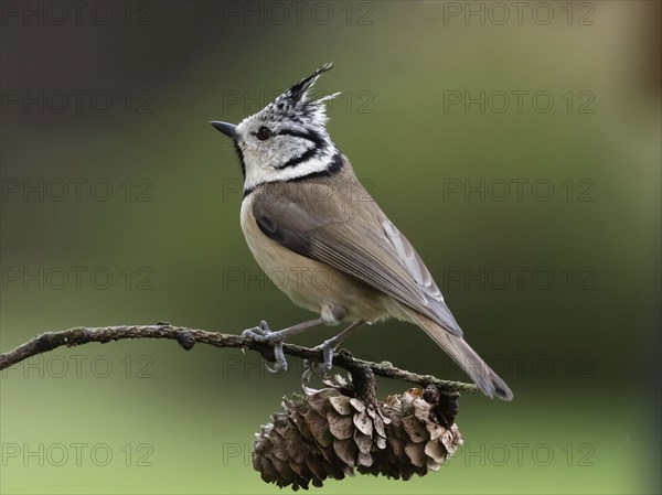 Crested Tit (Lophophanes cristatus) sitting on a lark branch covered with cones, North