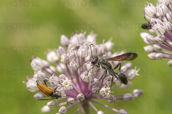 Mexican isodont (Isodontia mexicana) looking for pollen on a pink flower Bas rhin, Alsace, grand