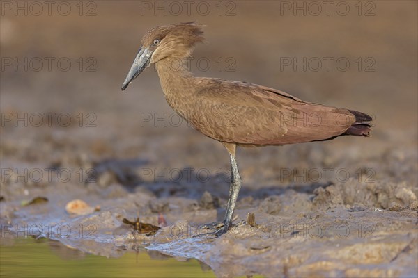 Hammerhead, Hammerhead, Hamerkop, (Scopus umbretta), Ombrette africaine, Avemartillo, Shadebird,