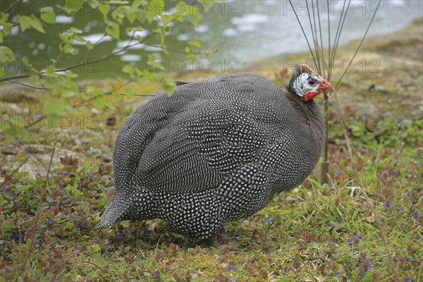 Guinea fowl, Helmeted guinea fowl