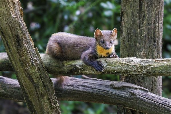European pine marten (Martes martes), Germany, Europe