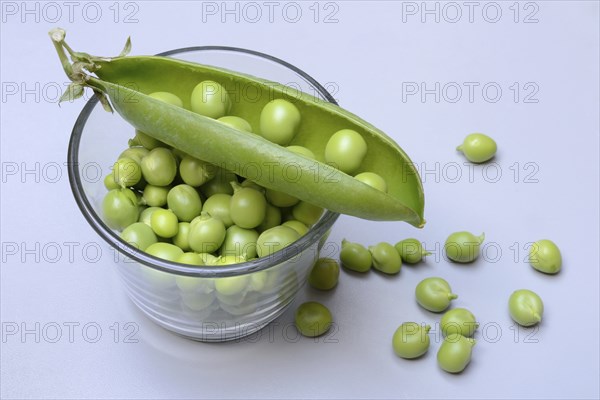 Fresh green peas in shell and pea pod, Pisum sativum