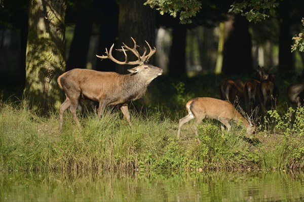 A Red deer (Cervus elaphus) male with a youngster at the edge of the woods