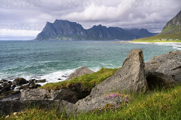 Seascape on the beach at Uttakleiv (Utakleiv), rocks and pink-coloured flowers in the foreground.