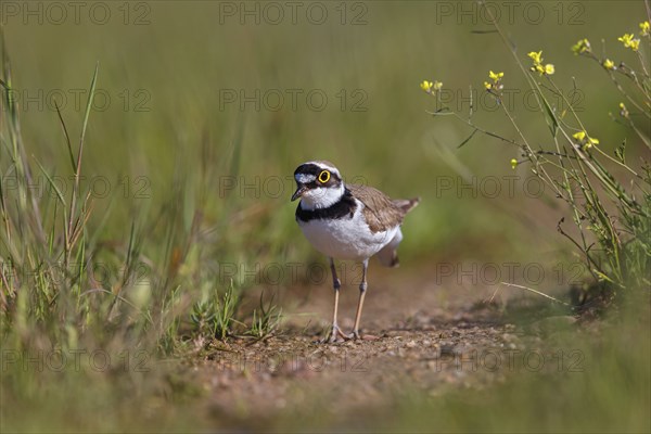Little Ringed Plover, Little Plover, Little Plover, Charadrius dubius, Petit Gravelot, Chorlitejo