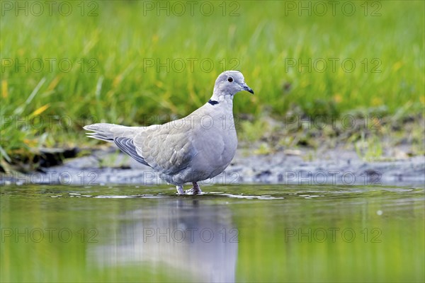 Eurasian collared dove (Streptopelia decaocto) drinking water from pond