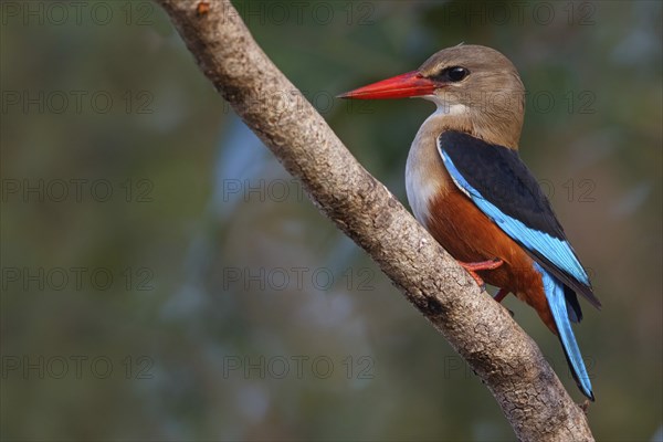 Grey-headed Kingfisher, Grey-headed Kingfisher, Tendaba camp Tendaba photo hid, Kwinella, South