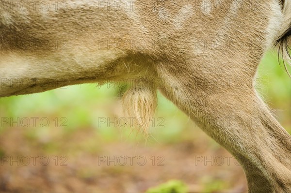 European fallow deer (Dama dama) back, fur, feet, detail, Bavaria, Germany, Europe