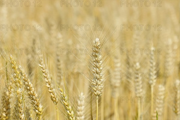 Detailed view of ripe triticale ears on a triticale field, cross between rye and wheat, forage,