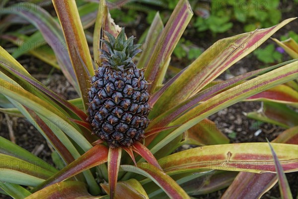 Pineapple plant with ripe fruit, surrounded by long, colourful leaves in a natural environment,