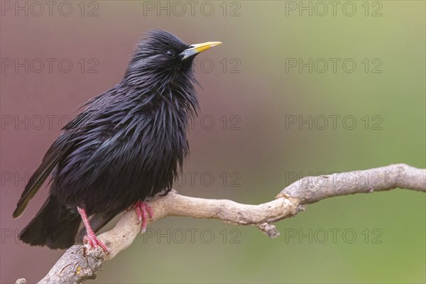 Unicoloured Starling, Spotless Starling, Sturnus unicolor, Etourneau unicolore, Estornino Negro,