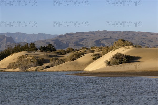 Nature reserve Dunes of Maspalomas, small lagoon La Charca de Maspalomas and sand dunes in the