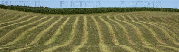 Agriculture, field, harvested, cut, structure, maize field, sky, Wental, BarholomÃ¤, Swabian Alb,