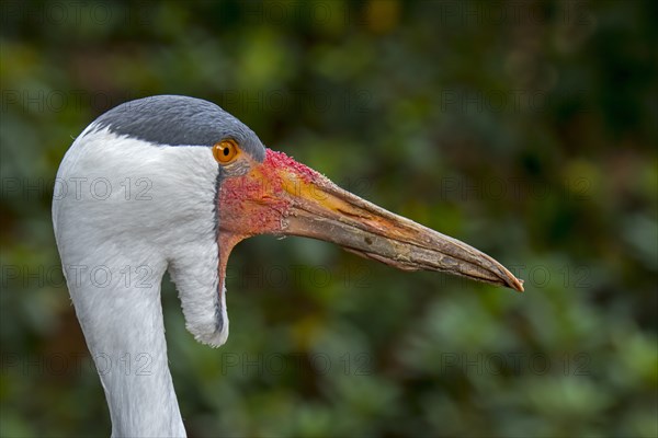 Close up portrait of wattled crane (Bugeranus carunculatus) (Grus carunculata) native to Africa