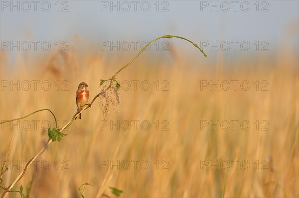 Blood Linnet (Linaria cannabina), overview picture in the biotope, animal on a reed stalk, Peene