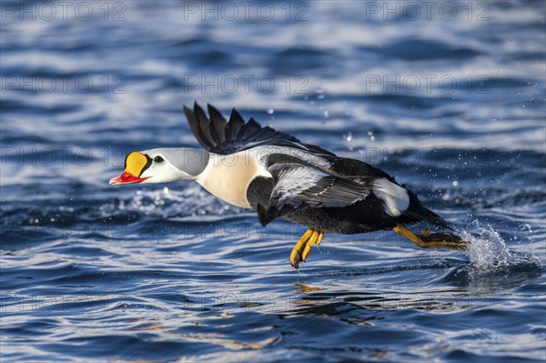 King eider (Somateria spectabilis), male in flight, winter, Batsfjord, Batsfjord, Varanger