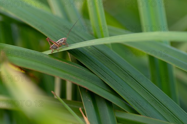 Close-up, roesel's bush-cricket (Roeseliana roeselii), male, sitting on a blade of grass, Neustadt