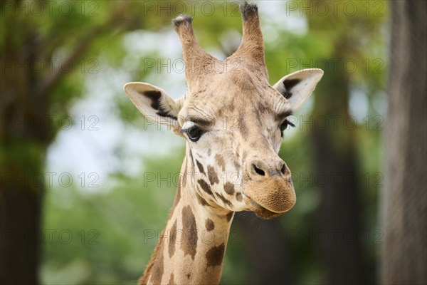 Reticulated giraffe (Giraffa camelopardalis reticulata), portrait, captive, distribution africa
