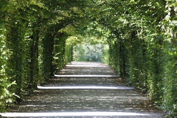 Arbour made of european hornbeam (Carpinus betulus), Eremitage, historical park, landscape park,