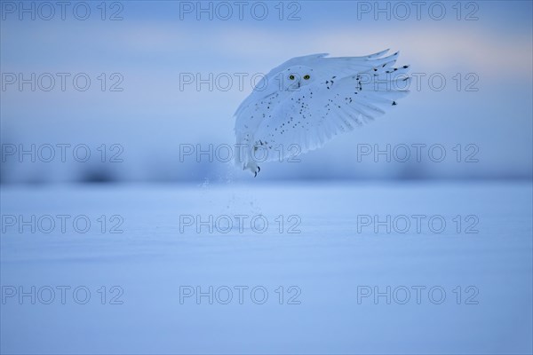 Male Snowy Owl (Nyctea scandiaca) (syn. Bubo scandiaca) shortly after take-off, snow dusting up,