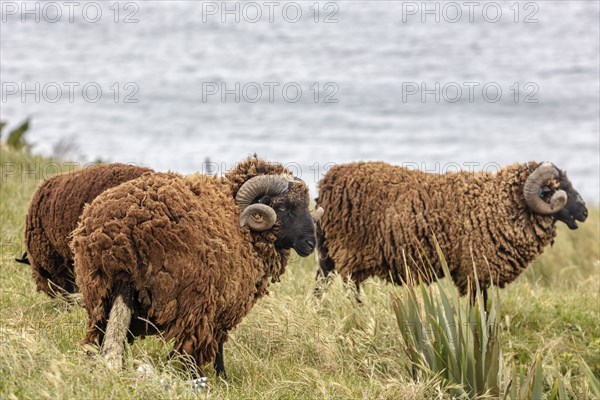 Goats (Capra), Otago Peninsula, New Zealand, Oceania