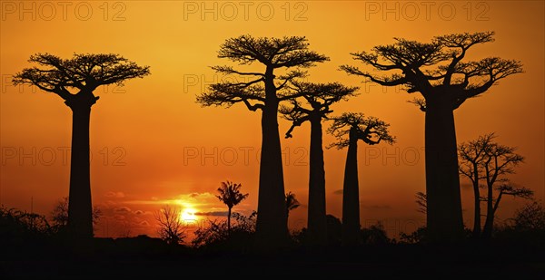 Avenue of the Baobabs, Grandidier's baobab trees silhouetted against orange sunset sky, Menabe