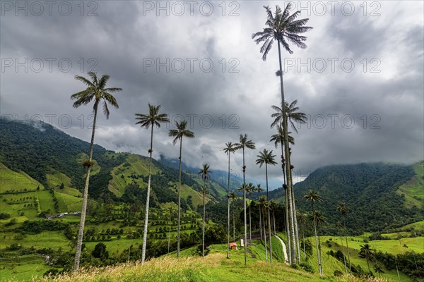 Wax palms largest palms in the world, Cocora valley, Unesco site coffee cultural landscape,